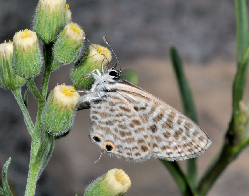 Farfalle, anche in volo!